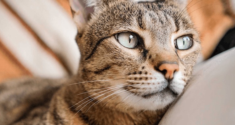 hauskatzen richtig pflegen