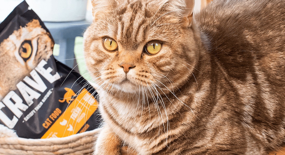 katzentipps von crave