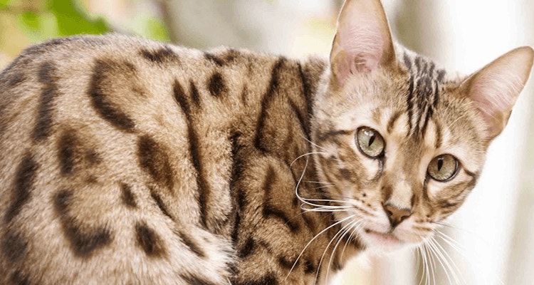 katzenfutter mit hohem proteingehalt