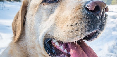 deklarationen von hundefutter richtig lesen