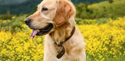 crave hundefutter mit hohem proteingehalt