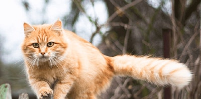 deklarationen von katzenfutter richtig lesen